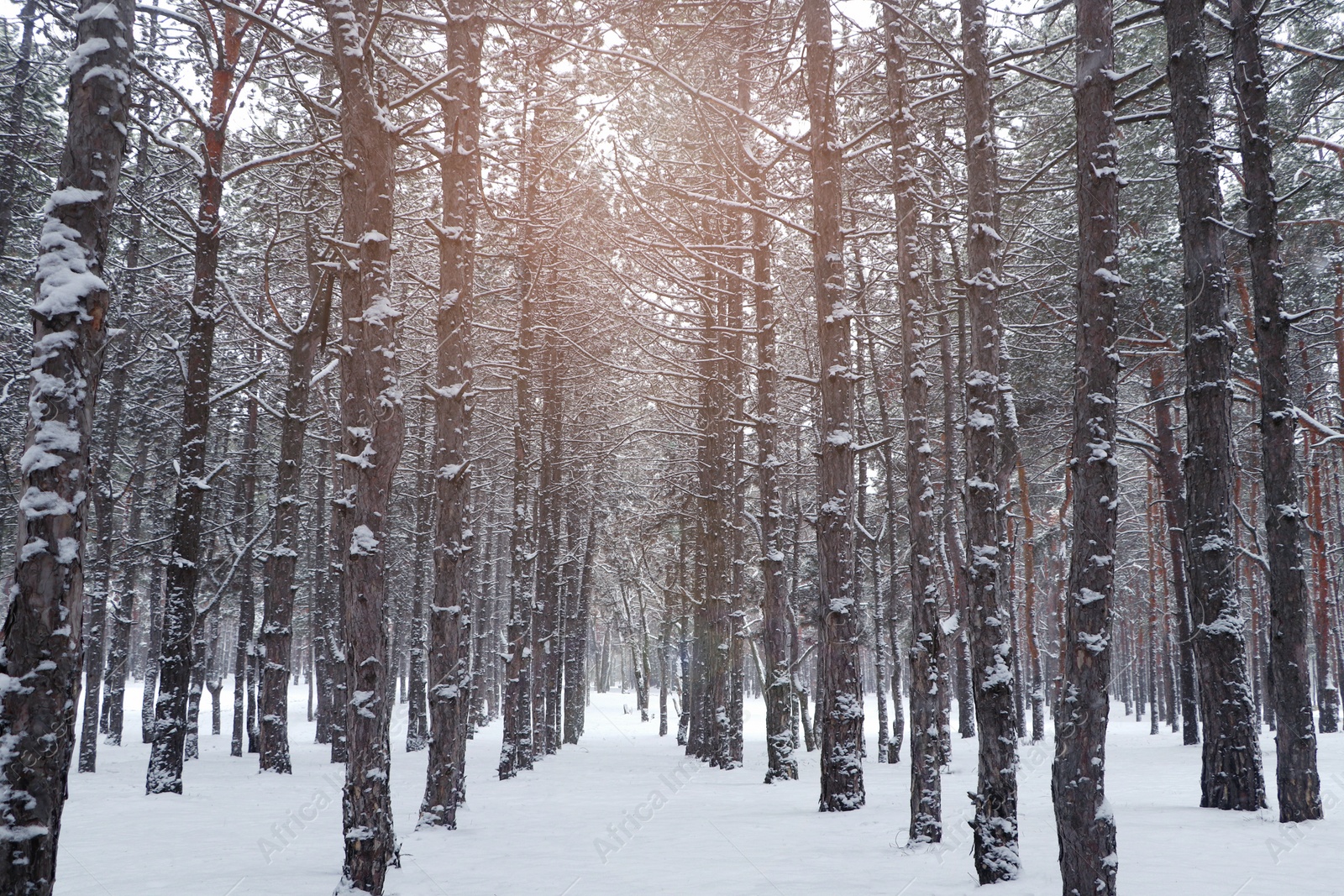 Photo of Picturesque view of beautiful forest covered with snow