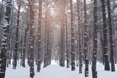 Picturesque view of beautiful forest covered with snow