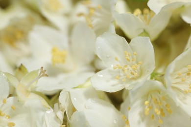 Photo of Beautiful jasmine flowers as background, closeup view