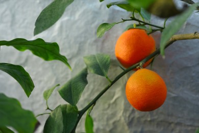 Fresh oranges growing on tree in greenhouse