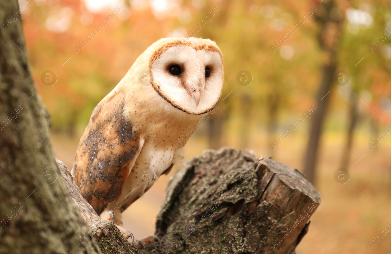 Photo of Beautiful common barn owl on tree outdoors