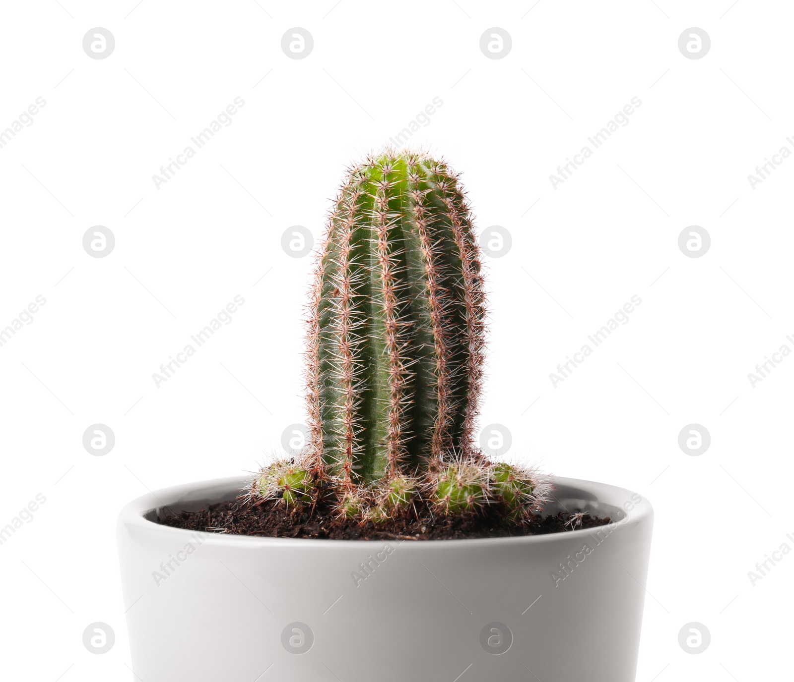 Photo of Beautiful green cactus in pot isolated on white