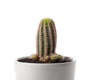 Photo of Beautiful green cactus in pot isolated on white