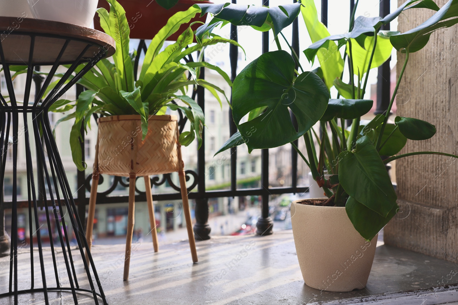 Photo of Many different beautiful houseplants in pots on balcony