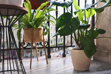 Photo of Many different beautiful houseplants in pots on balcony