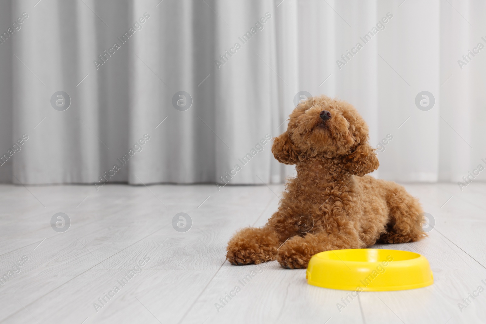 Photo of Cute Maltipoo dog near feeding bowl indoors, space for text. Lovely pet