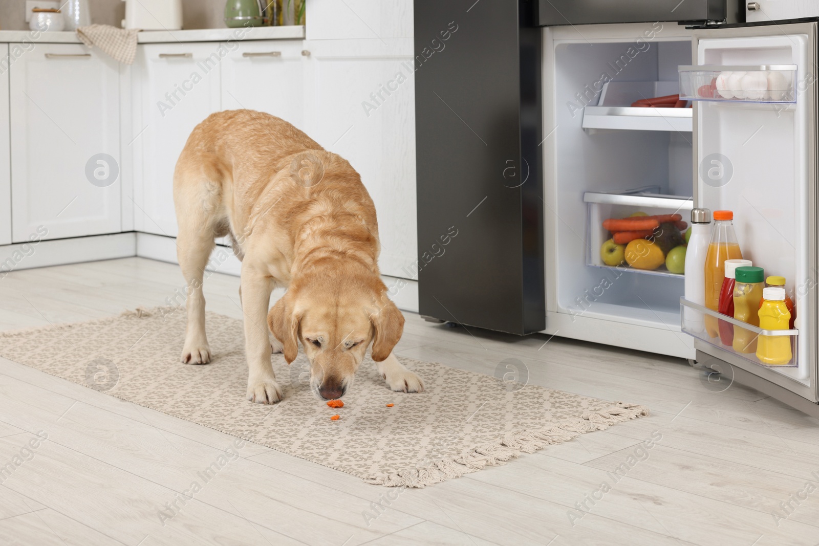 Photo of Cute Labrador Retriever eating carrot near refrigerator in kitchen