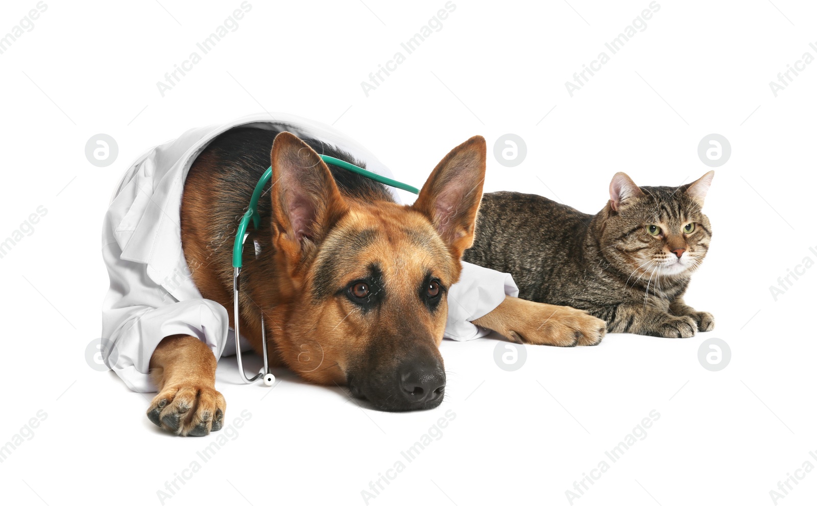 Photo of Cute dog in uniform with stethoscope as veterinarian and cat on white background