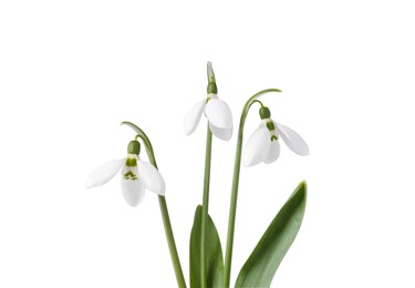 Photo of Beautiful snowdrops isolated on white. Spring flowers