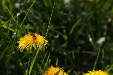 Photo of Bee on yellow dandelion flower in green grass, closeup