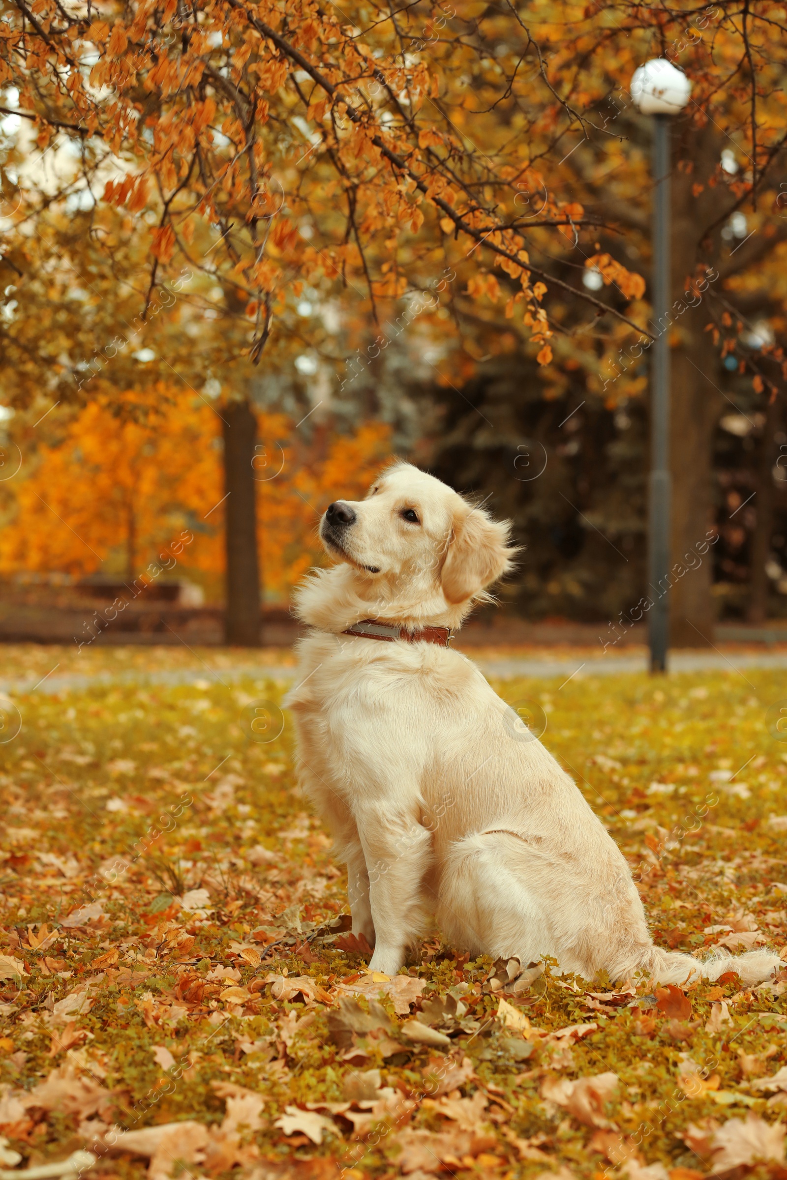 Photo of Funny Labrador Retriever in beautiful autumn park