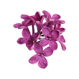 Photo of Beautiful fragrant lilac flowers isolated on white