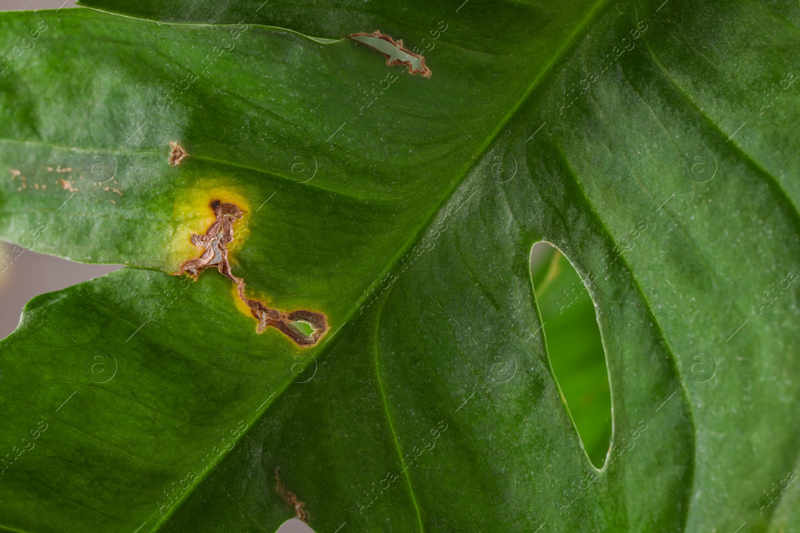 Photo of Potted houseplant with damaged leaf, closeup view
