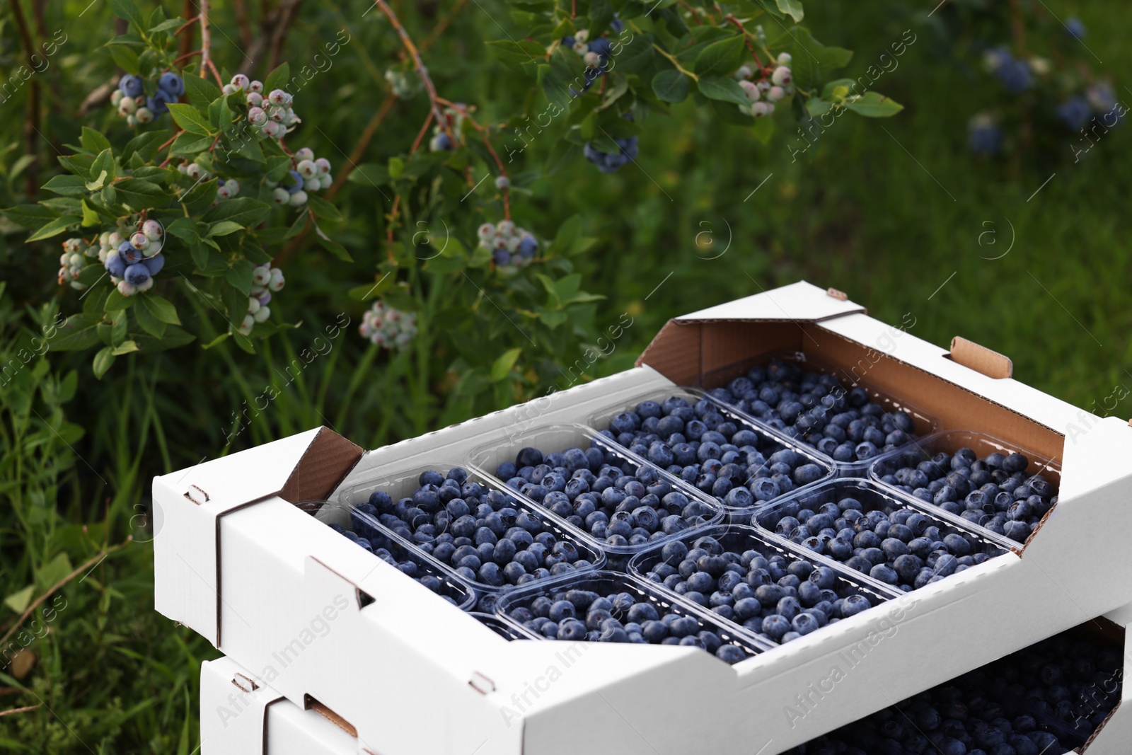 Photo of Boxes with containers of wild blueberries outdoors. Seasonal berries