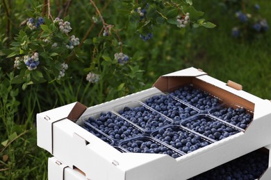 Boxes with containers of wild blueberries outdoors. Seasonal berries