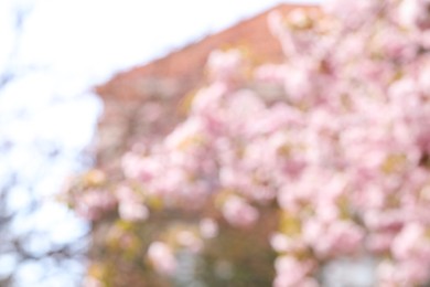 Blurred view of beautiful tree with pink blossom outdoors. Bokeh effect