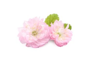 Beautiful sakura tree flowers on white background