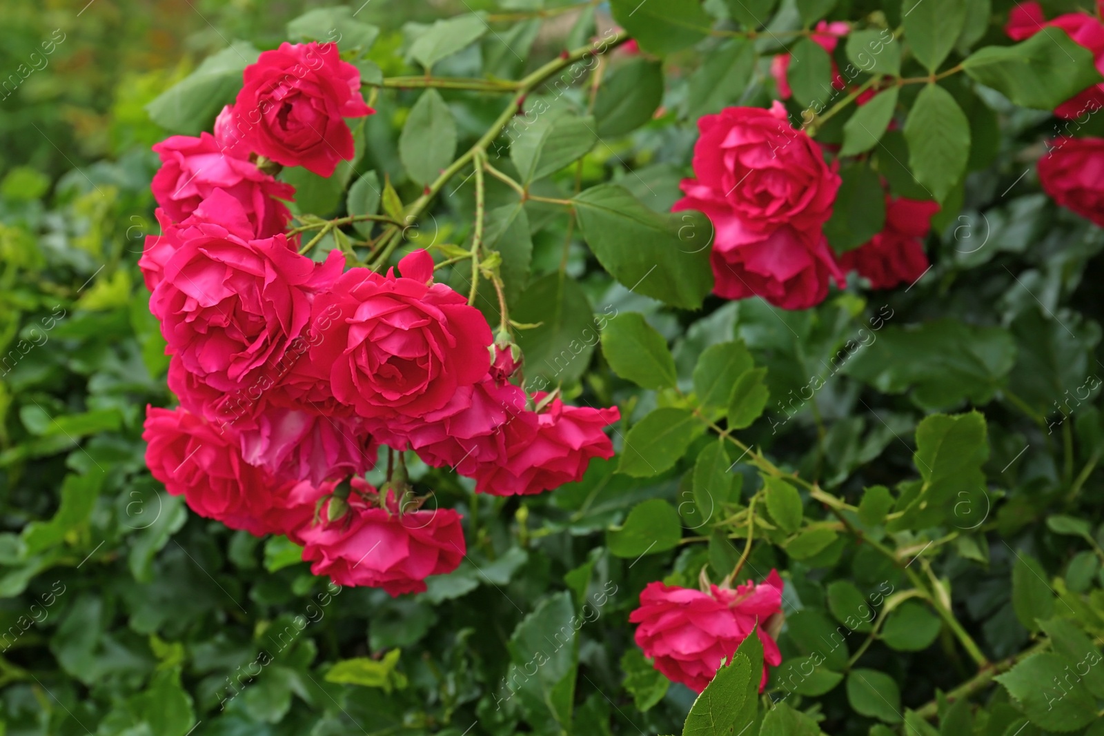 Photo of Beautiful green bush with blooming roses in garden