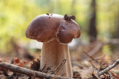 Beautiful porcini mushroom growing in forest on autumn day, closeup