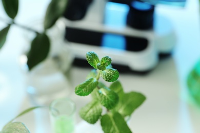 Photo of Green plant on blurred background, closeup. Biological chemistry