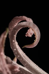 Beautiful pink Bowden flower with water drops on black background, macro view