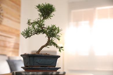 Photo of Japanese bonsai plant on table in living room, space for text. Creating zen atmosphere at home