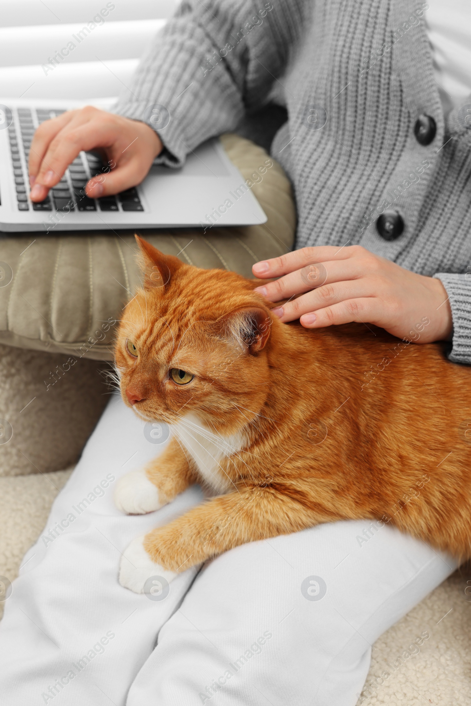 Photo of Woman working with laptop and petting cute cat at home, closeup