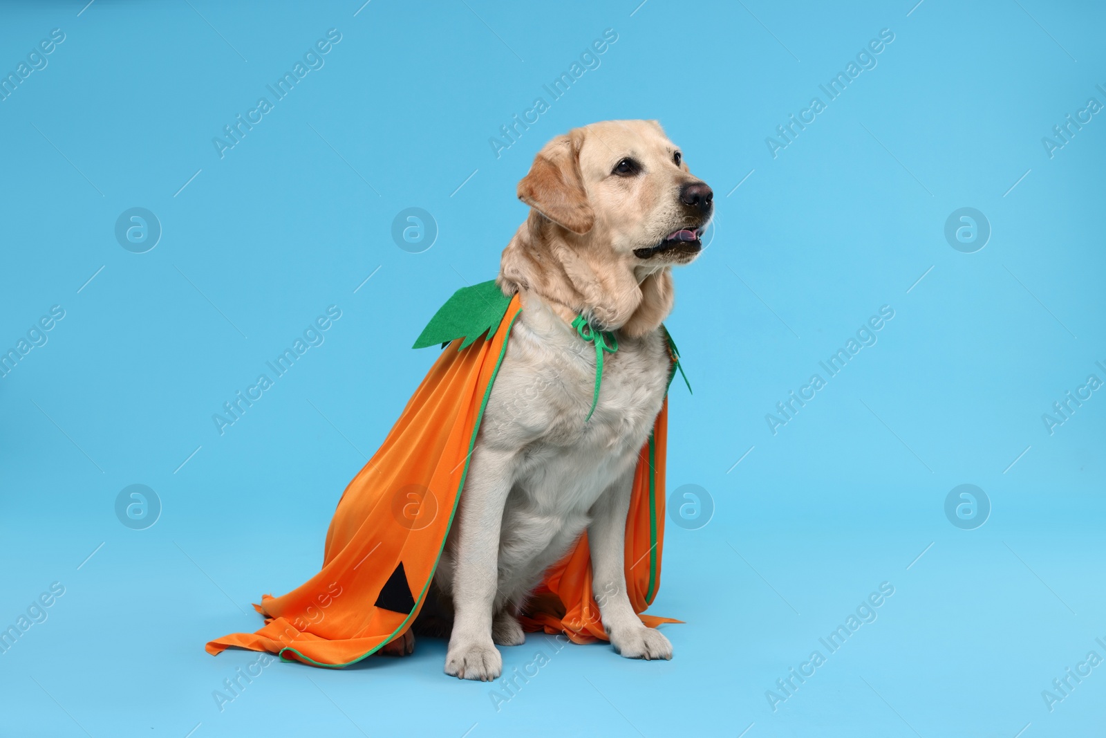 Photo of Cute Labrador Retriever dog in Halloween costume on light blue background