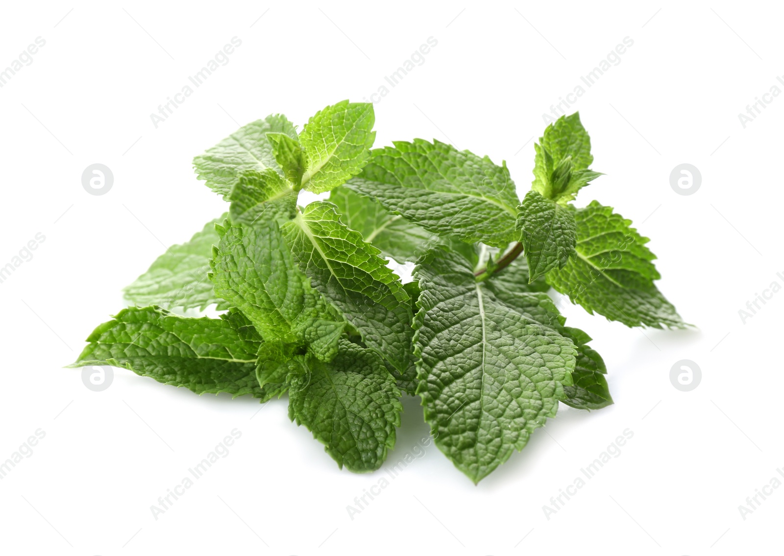 Photo of Leaves of fresh mint on white background