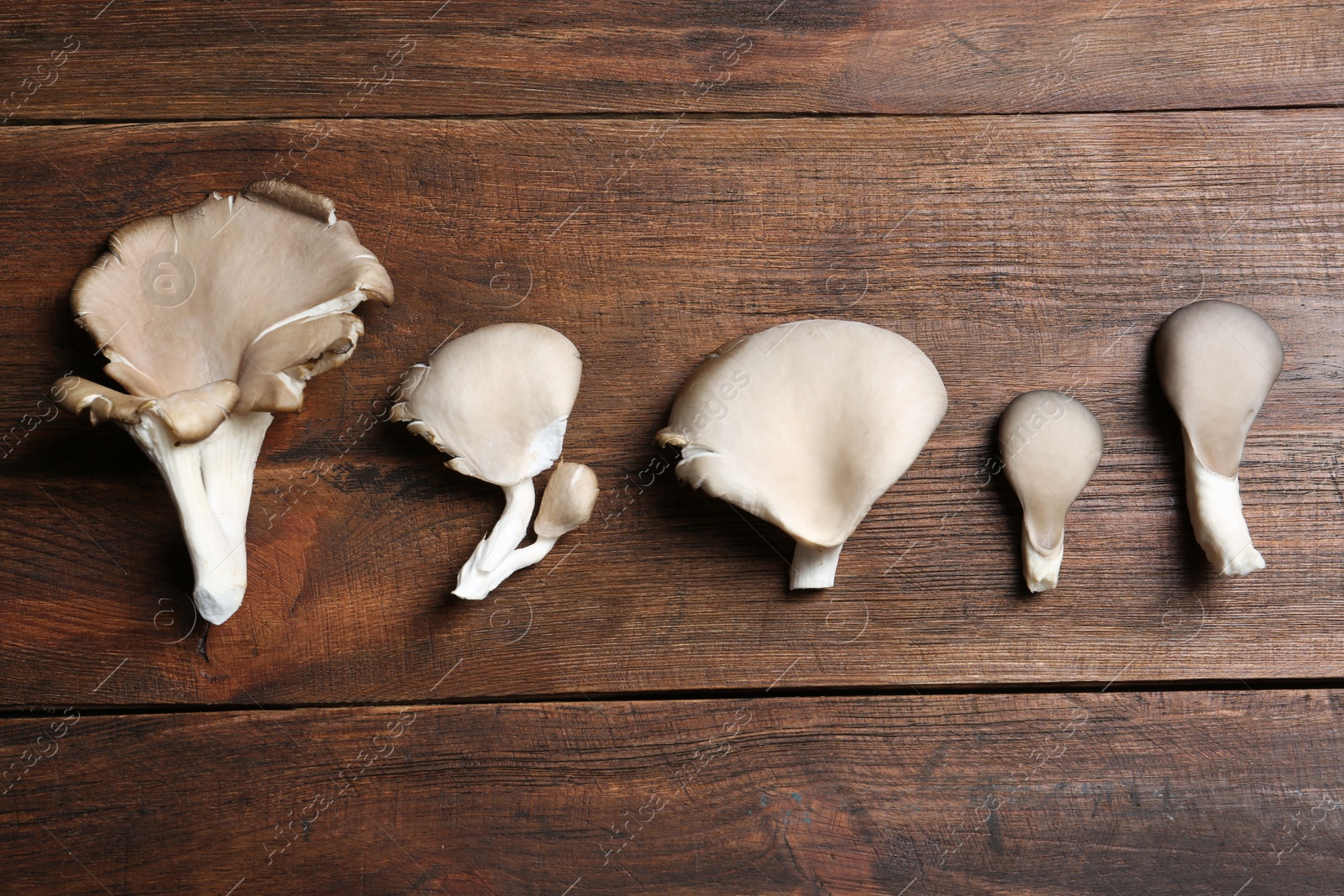 Photo of Delicious organic oyster mushrooms on wooden background, flat lay