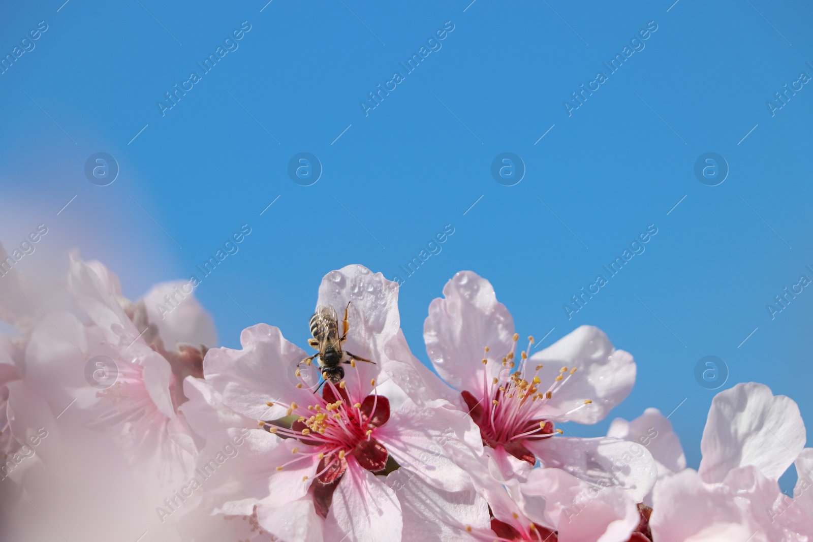 Photo of Honey bee collecting pollen from spring blossom, closeup and space for text. Cherry tree flowers with dew in morning