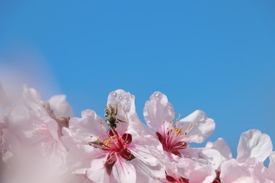 Photo of Honey bee collecting pollen from spring blossom, closeup and space for text. Cherry tree flowers with dew in morning