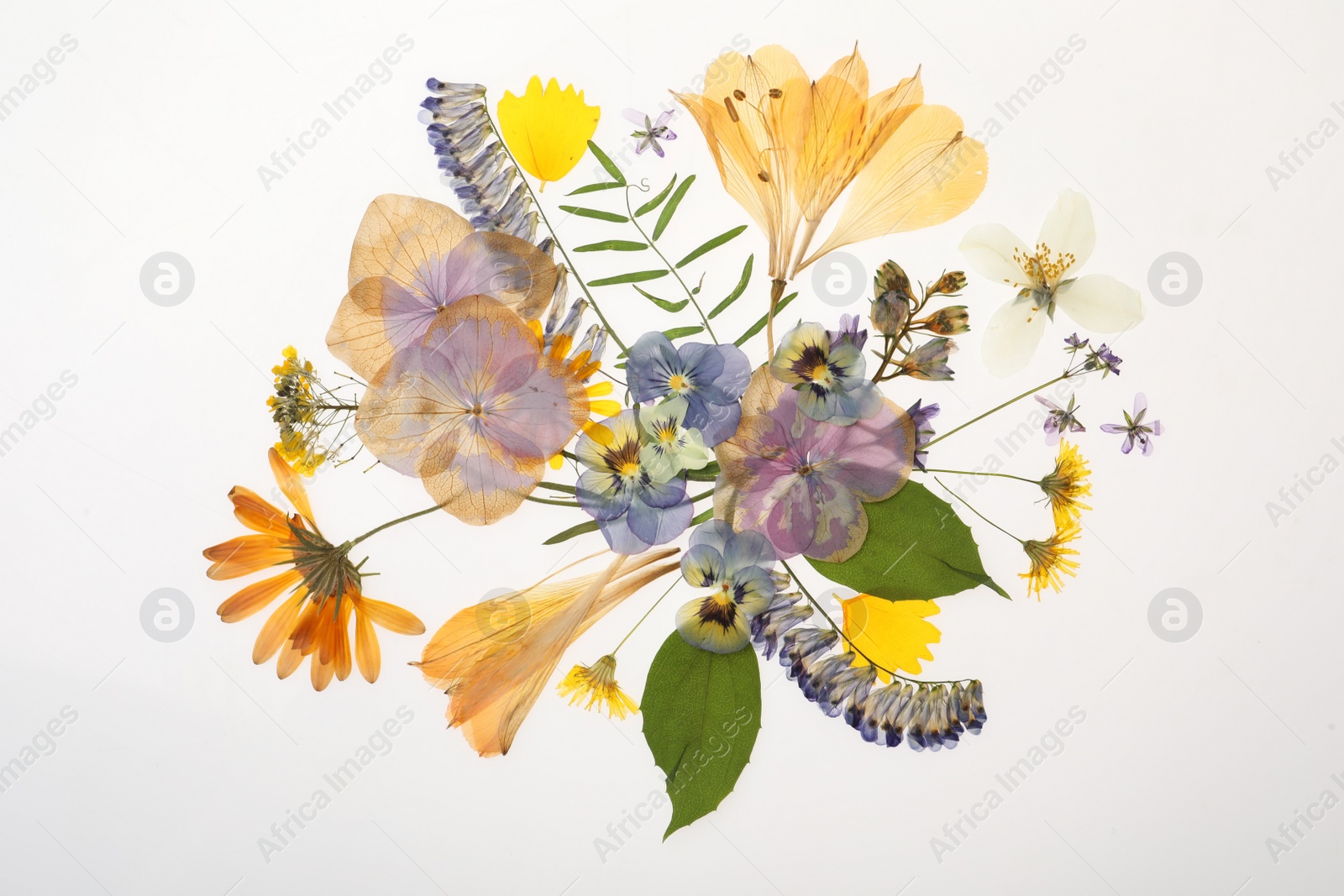 Photo of Wild dried meadow flowers on white background, top view