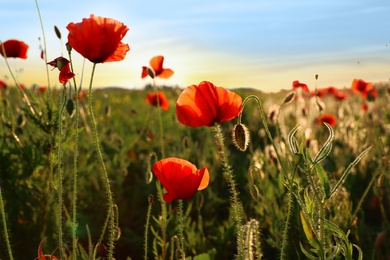 Photo of Beautiful blooming red poppy flowers in field at sunset