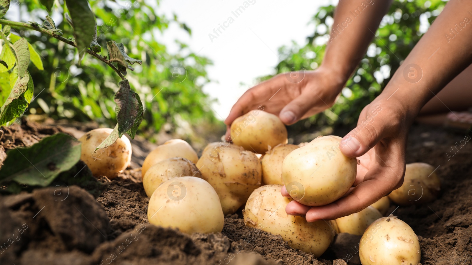 Photo of Woman stacking raw potatoes in field, closeup