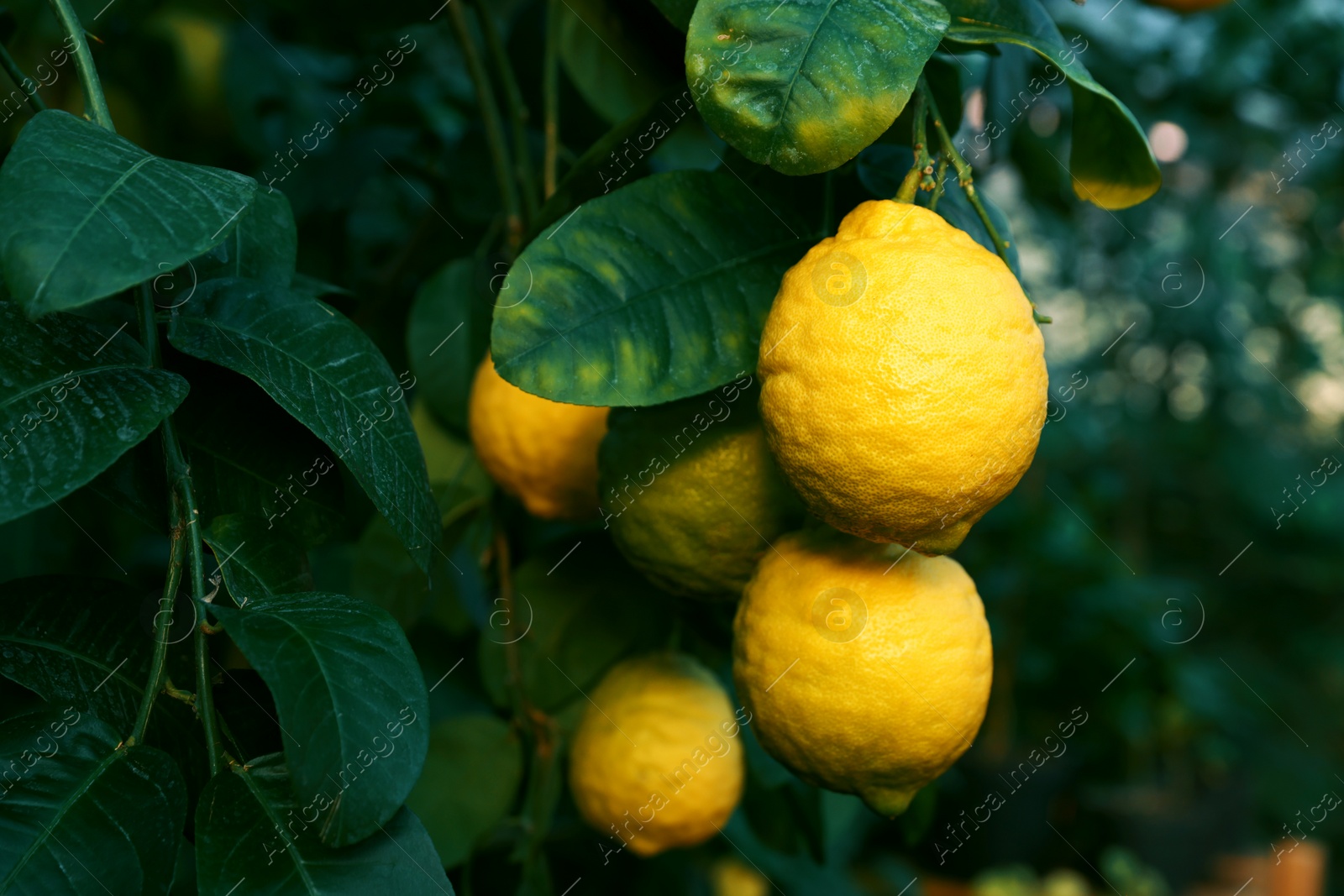 Photo of Unripe lemons growing on tree outdoors, closeup