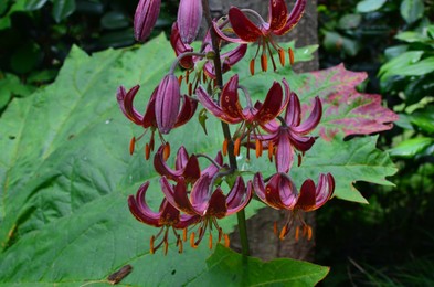 Beautiful blooming martagon lily flower outdoors, closeup