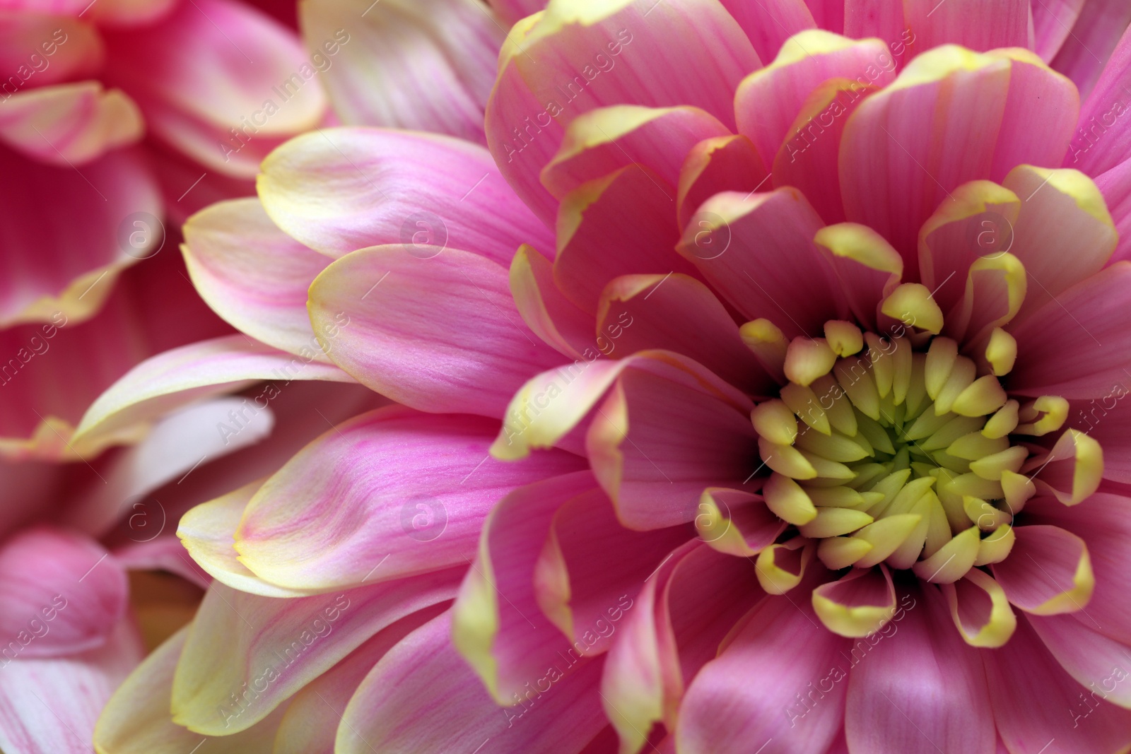 Photo of Beautiful blooming chrysanthemum flower as background, closeup