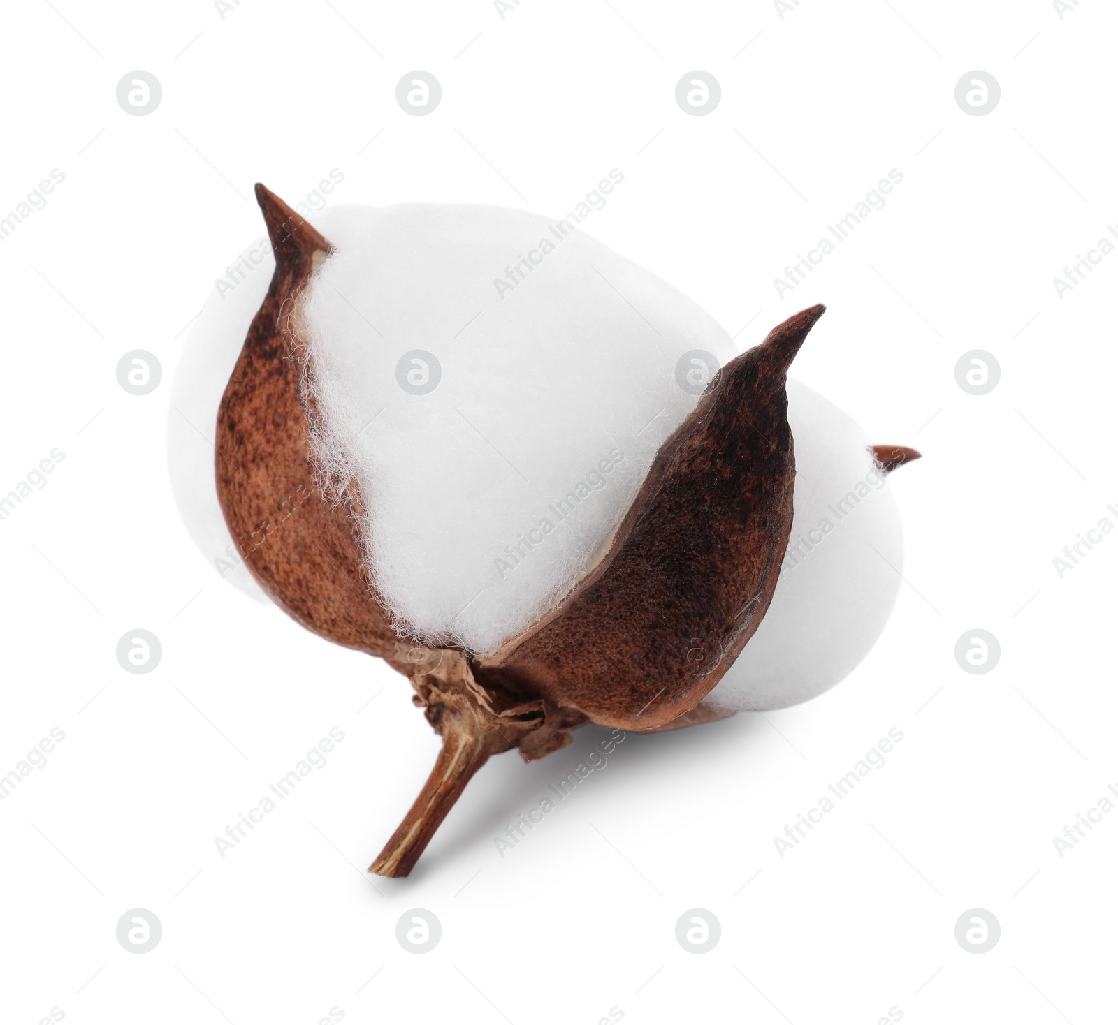 Photo of Beautiful fluffy cotton flower isolated on white