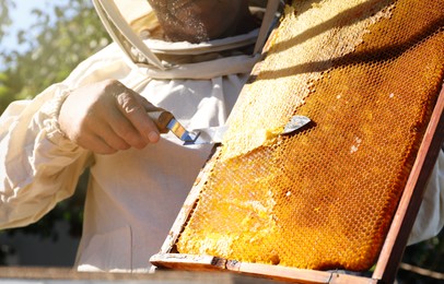 Photo of Senior beekeeper uncapping honeycomb frame with knife at table outdoors, closeup