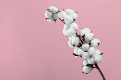 Beautiful cotton branch with fluffy flowers on pink background, space for text