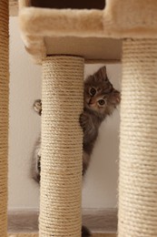 Cute fluffy kitten climbing on cat tree at home