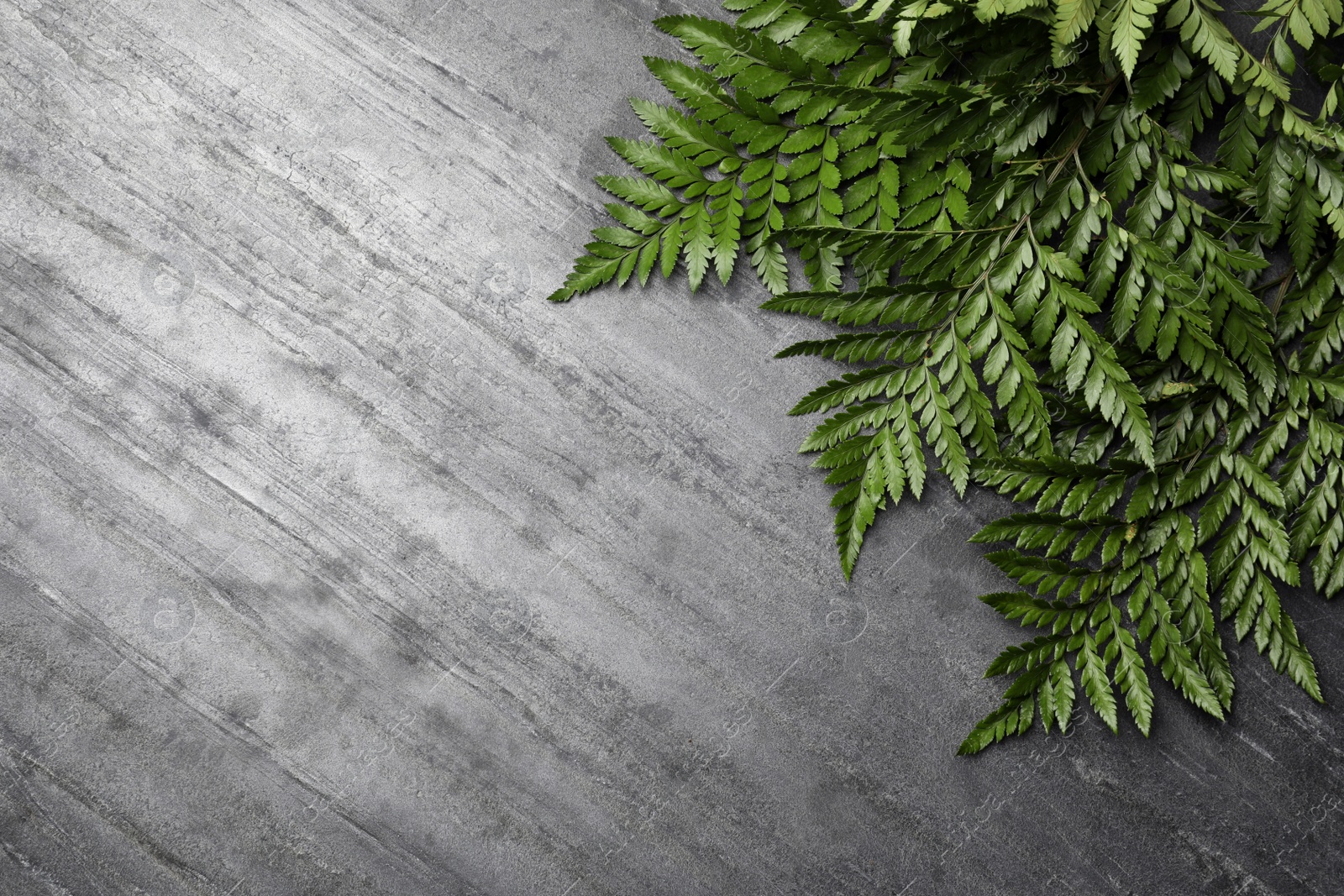 Photo of Beautiful tropical fern leaves on grey stone background, flat lay. Space for text