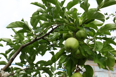 Photo of Green apples and leaves on tree branches in garden, low angle view
