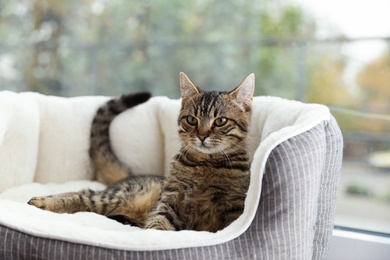 Photo of Cute tabby cat on pet bed at home