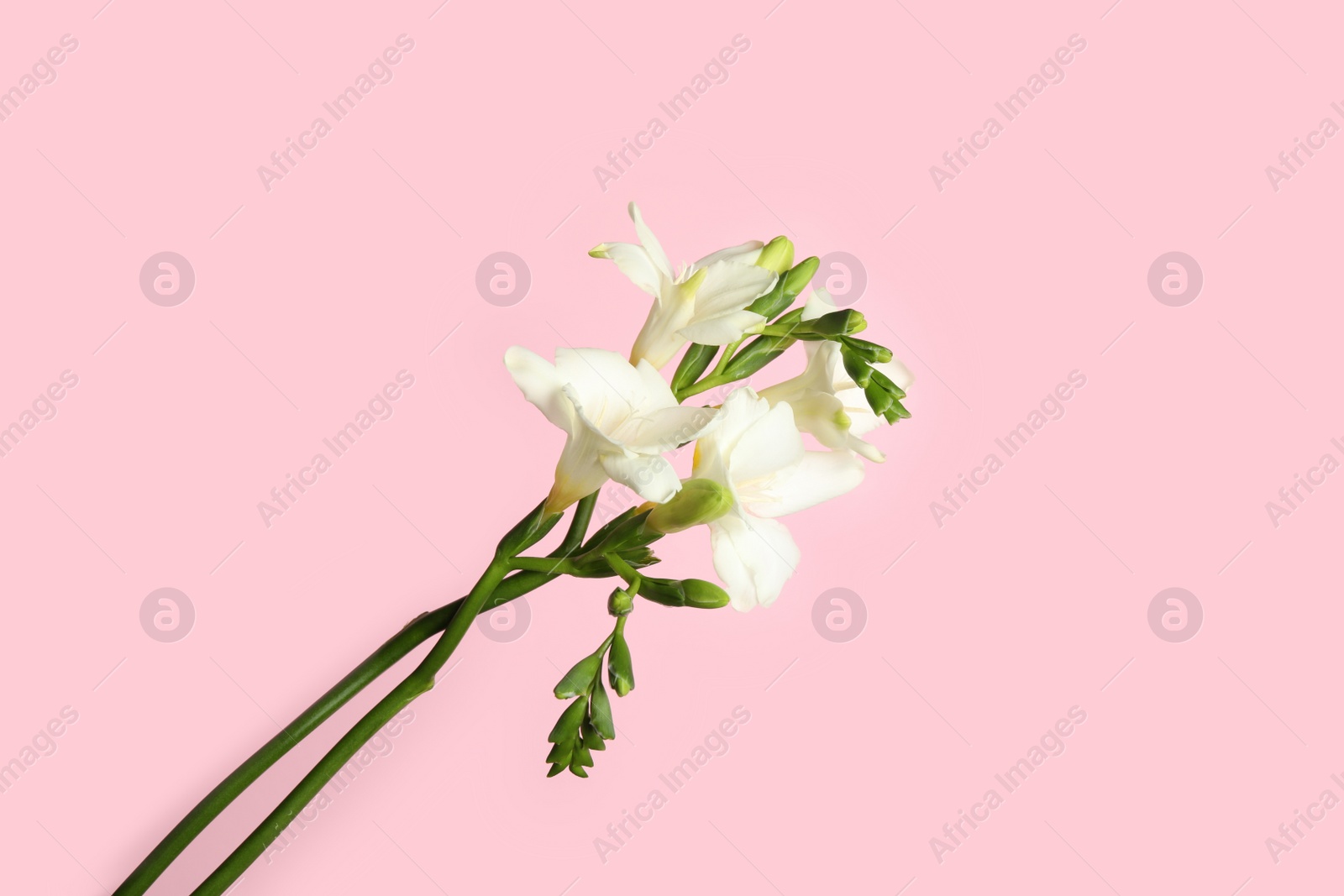 Photo of Beautiful freesia flowers on light pink background