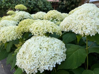 Photo of Beautiful hydrangea with blooming white flowers growing outdoors