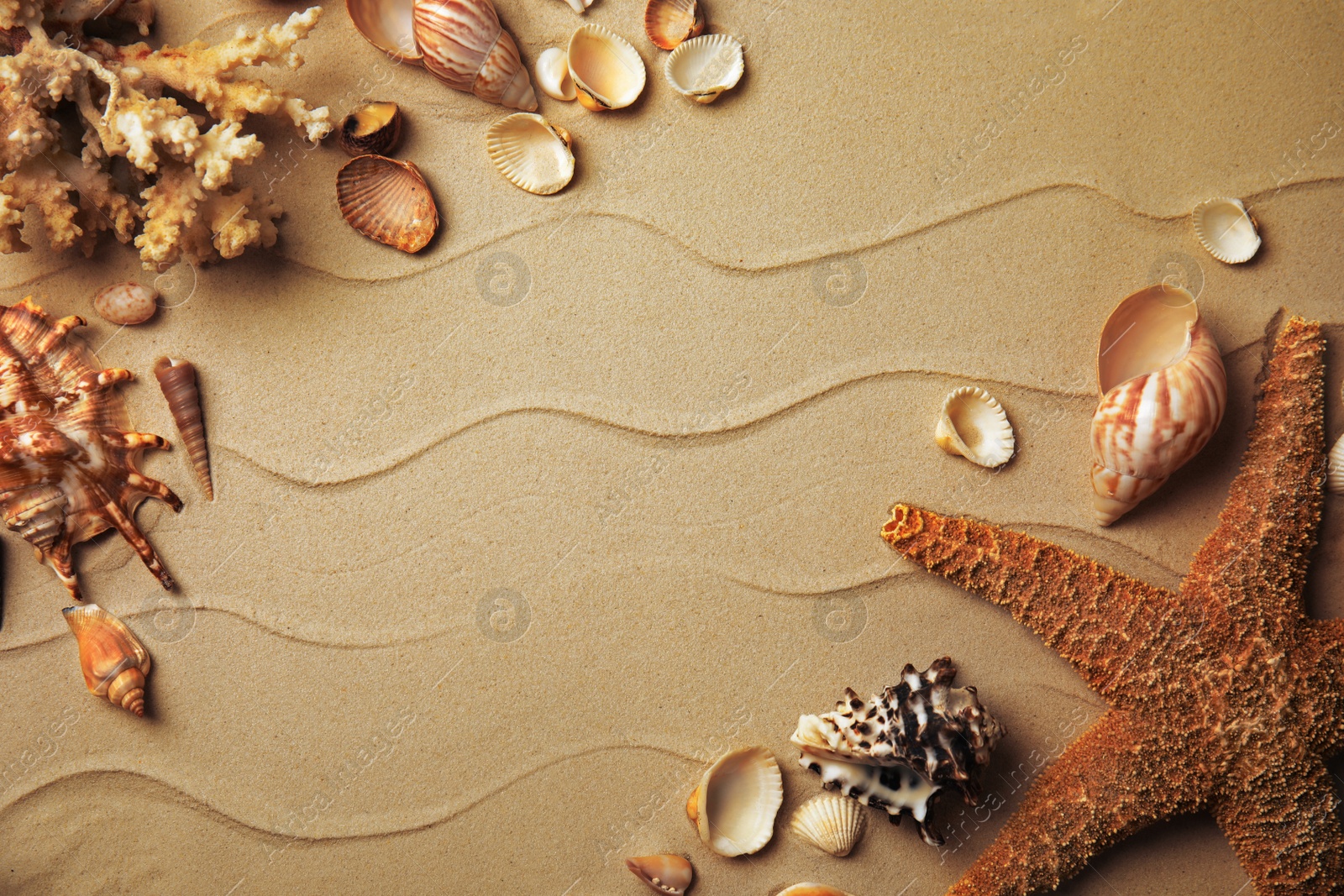 Photo of Different beautiful sea shells on sand, flat lay. Space for text