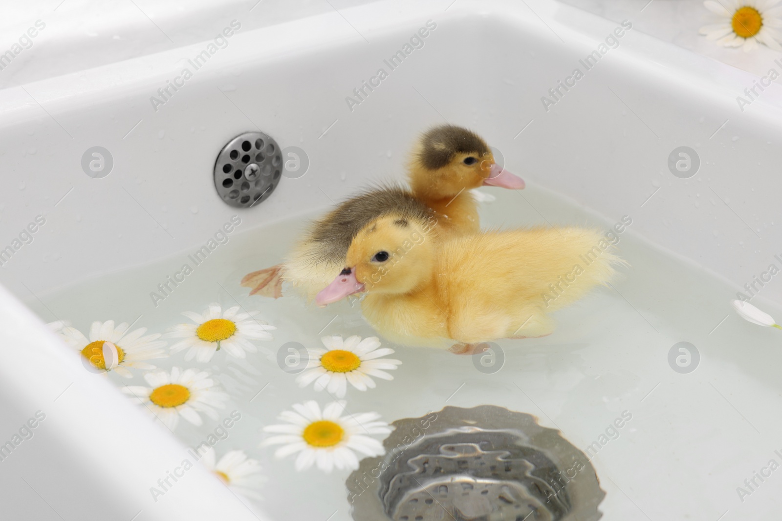 Photo of Cute fluffy ducklings swimming in sink with chamomiles indoors. Baby animals