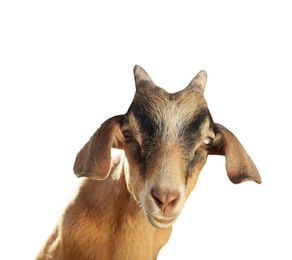 Image of Cute goat isolated on white. Farm animal